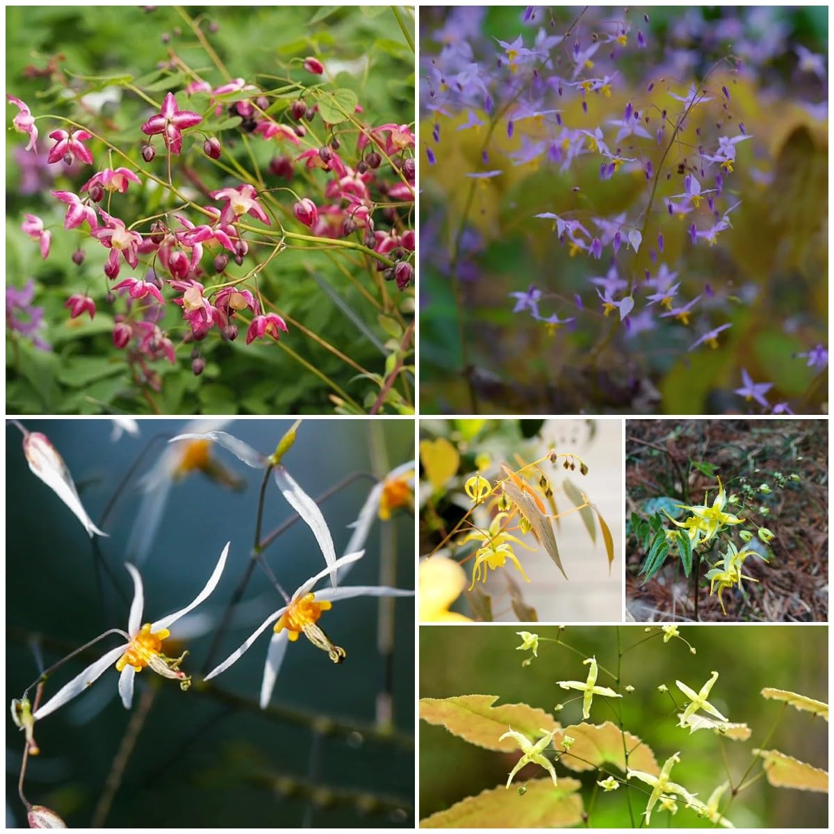 50 pcs elfenblume pflanze samen, epimedium samen, balkon blumen, pflanzen  garten,Epimedium alpinum, kruter, bodendecker samen winterhart  kruterpflanzen, garden bienenfreundliche : Amazon.de: Garten