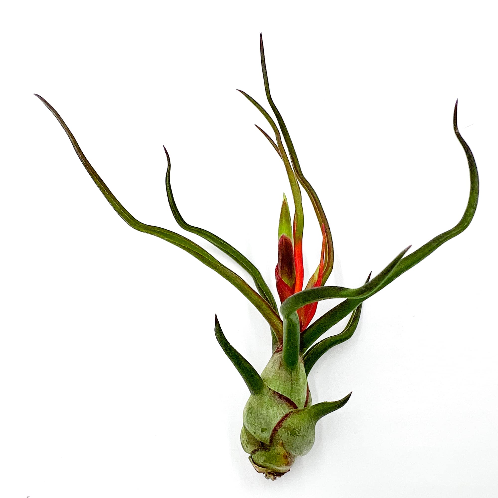 ragnaroc Air Plants - Flowering Tillandsia Bulbosa Guatemala, Large 3-5" - 1ct - Live Arrival Guaranteed - House Plants for Home Decor & Gift
