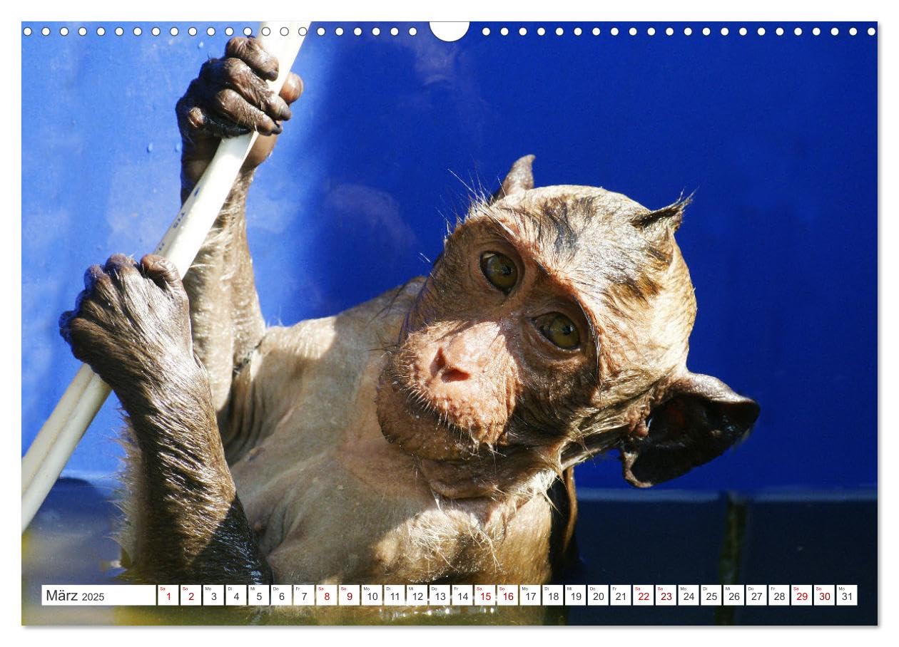 Die Affen sind los (Wandkalender 2025 DIN A3 quer), CALVENDO Monatskalender: Aufnahmen in Thailand und Borneo gemacht (CALVENDO Tiere)