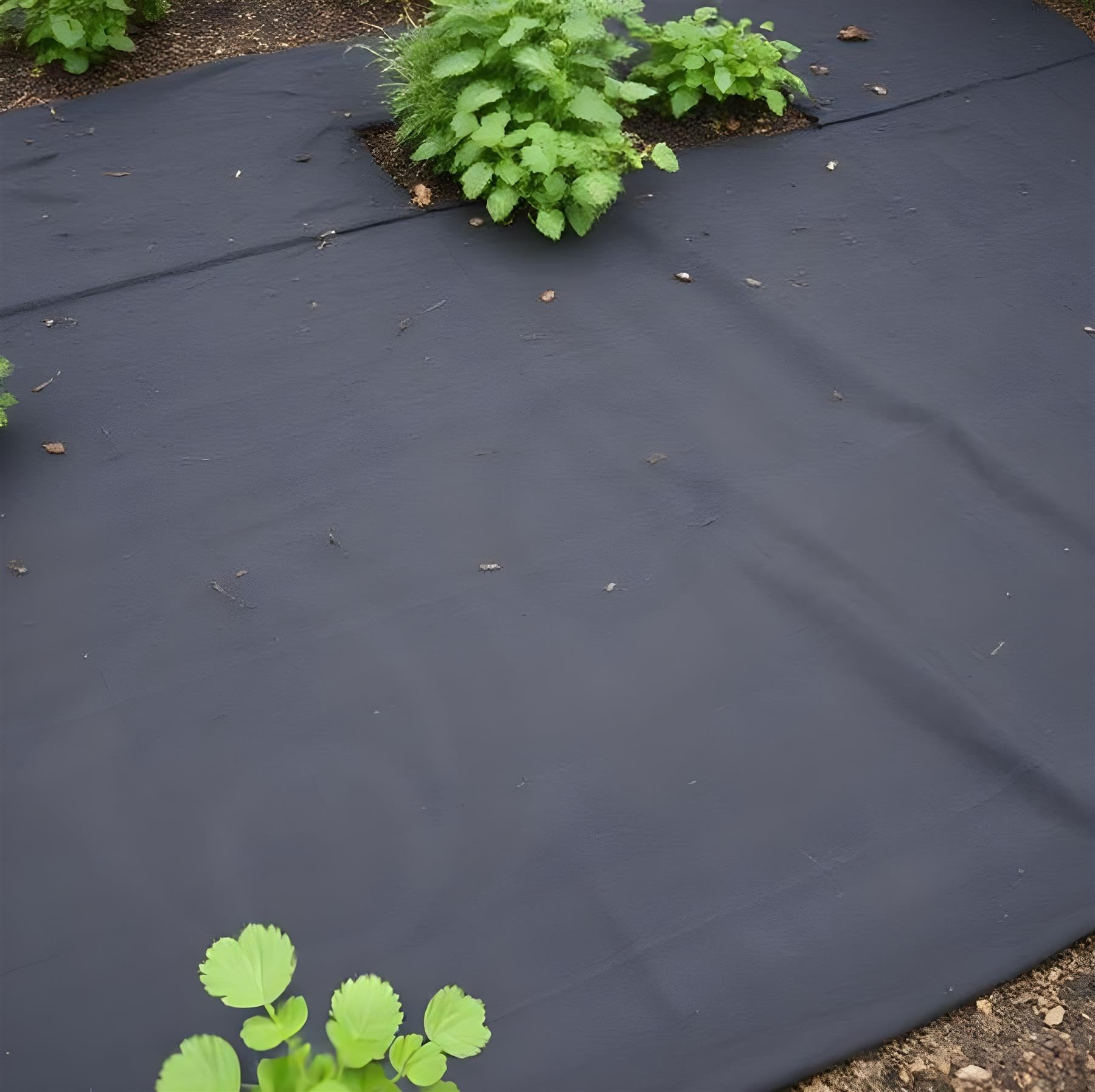 Dihl Bâche Anti-mauvaises Herbes En Polypropylène Haute Densité 1 M X 10 M - Noir - Pour Aménagement Paysager, Terrasse, Parterres De Fleurs, Herbe Et Plus Encore - Couverture De 10 M²