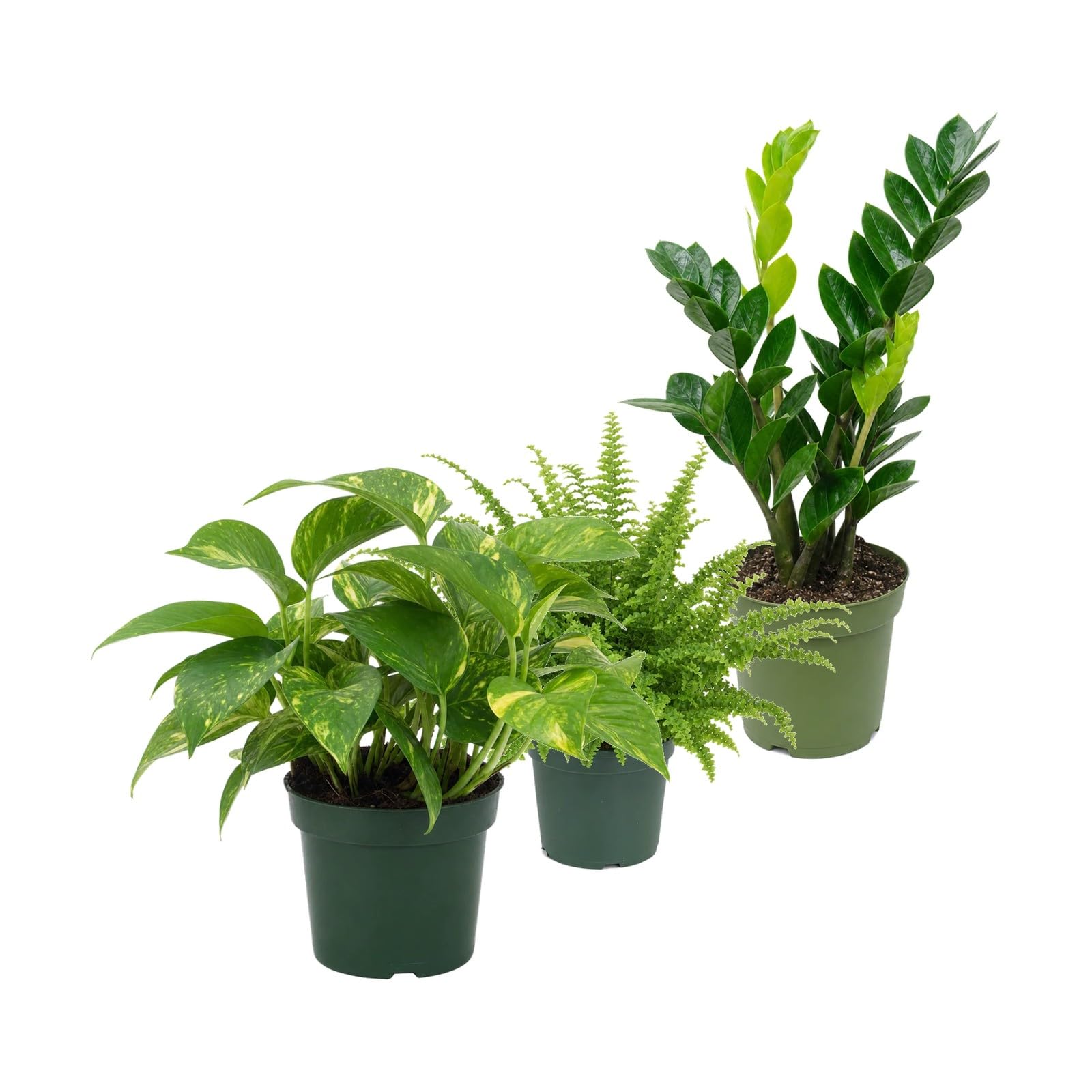 DECOALIVE Pack 3: Poto verde, Helecho de Boston y Zamioculca