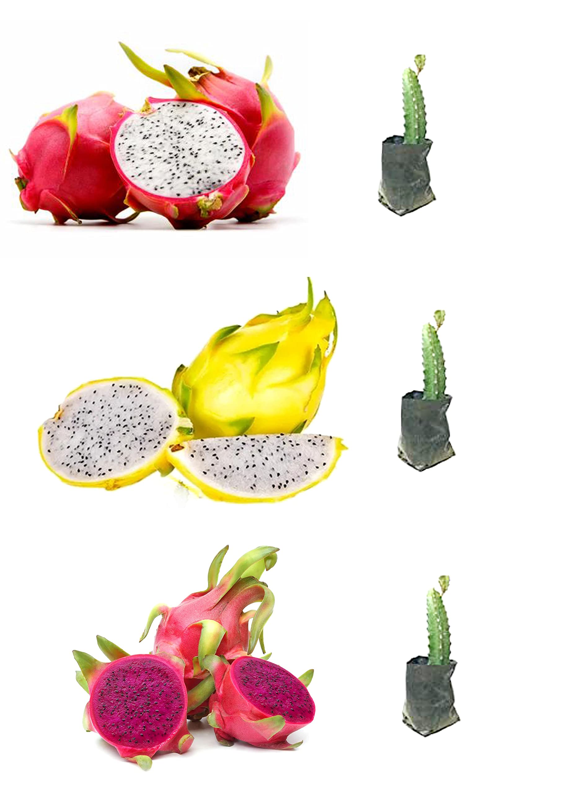 The Gifti Combo pack of 3 Rare Two Pink Variety & One Yellow skin White Flesh Dragon Fruit Colorful and Nutritious live indoor outdoor gardening (B0C4T9JT34) Amazon Price History, Amazon Price Tracker