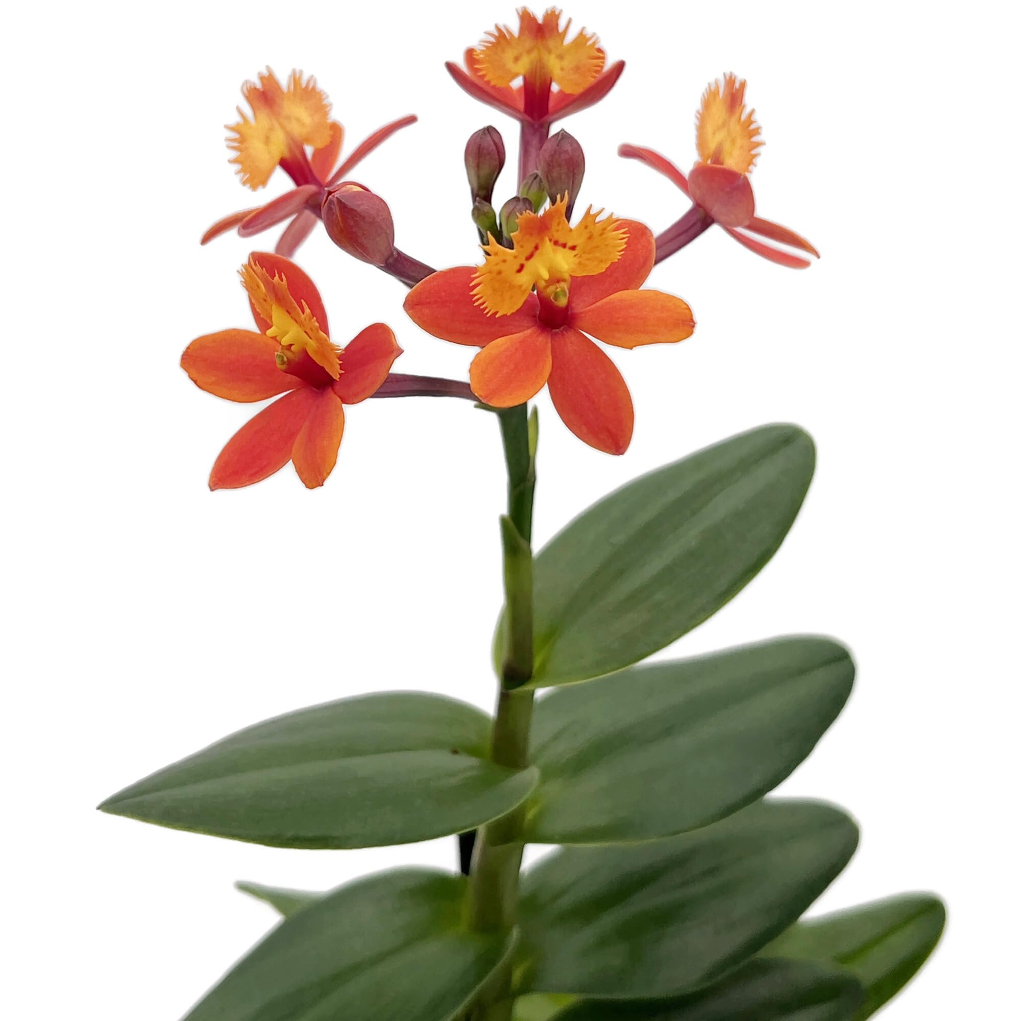 Epidendrum radicans - seltene Schmetterlingsorchidee mit zarten Blüten - pflegeleichte Orchidee