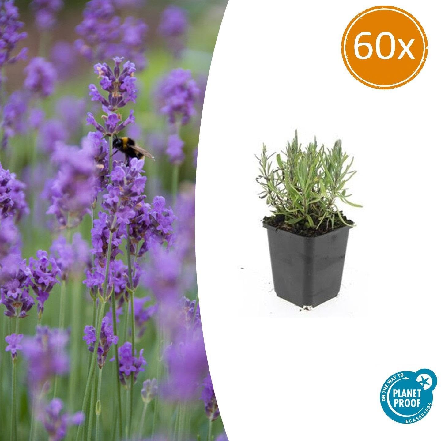 Lavandula angustifolia 'Munstead' Echter Lavendel Set mit 60 Pflanzen