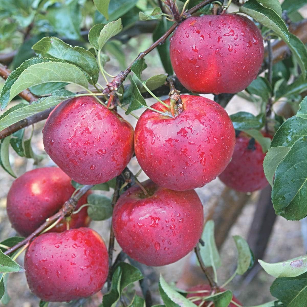 GURNEY'S - Pixie Crunch Apple Standard Fruit Tree, Dormant Bare Root Starter Tree, 1-Pack - Due to State restrictions Can't Ship to Montana