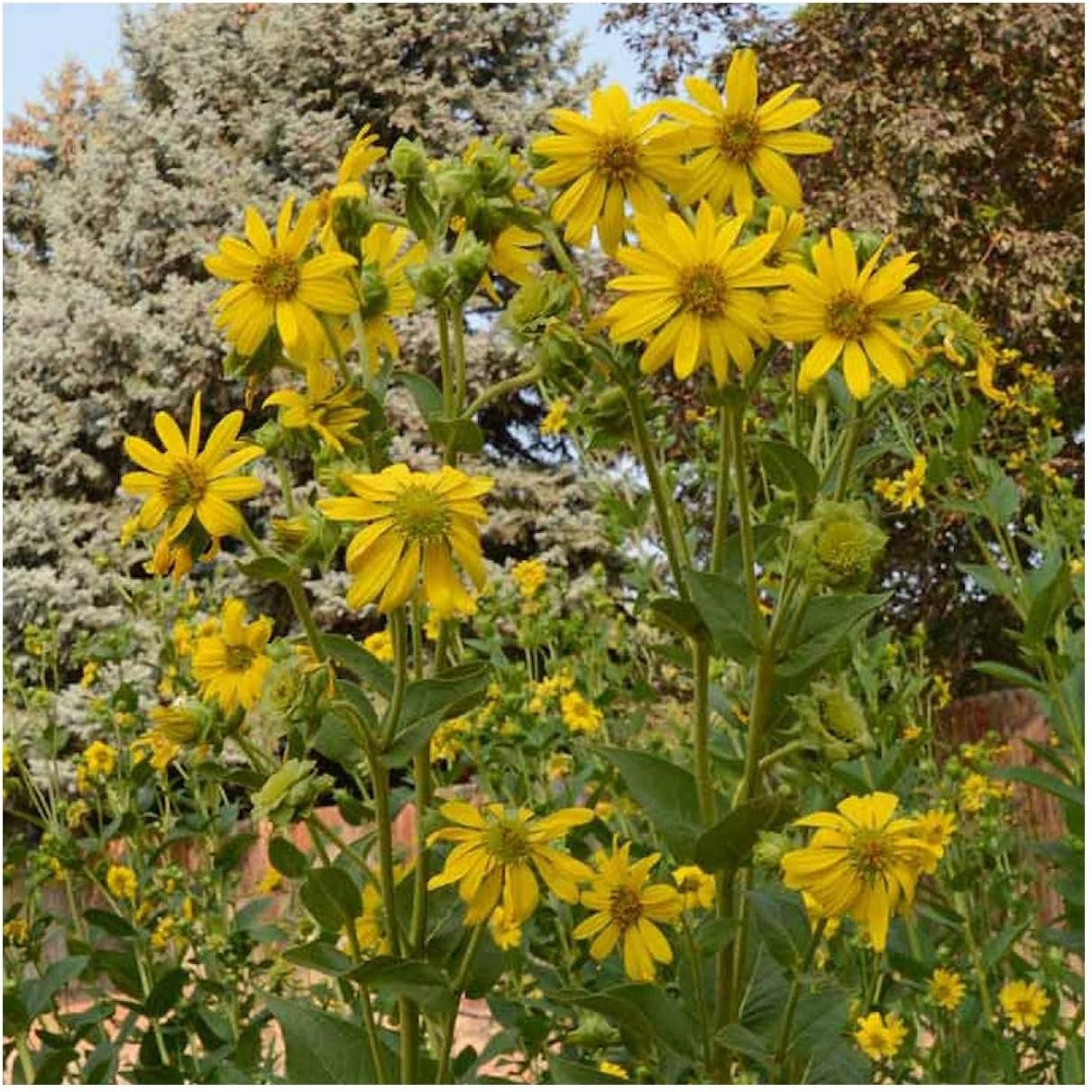 Everwilde Farms - 1/4 Lb Rosin Weed Native Wildflower Seeds - Gold Vault