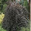 Fagus sylvatica Hanging Book 80 - 100 cm Living Garden Plant from Nurseries