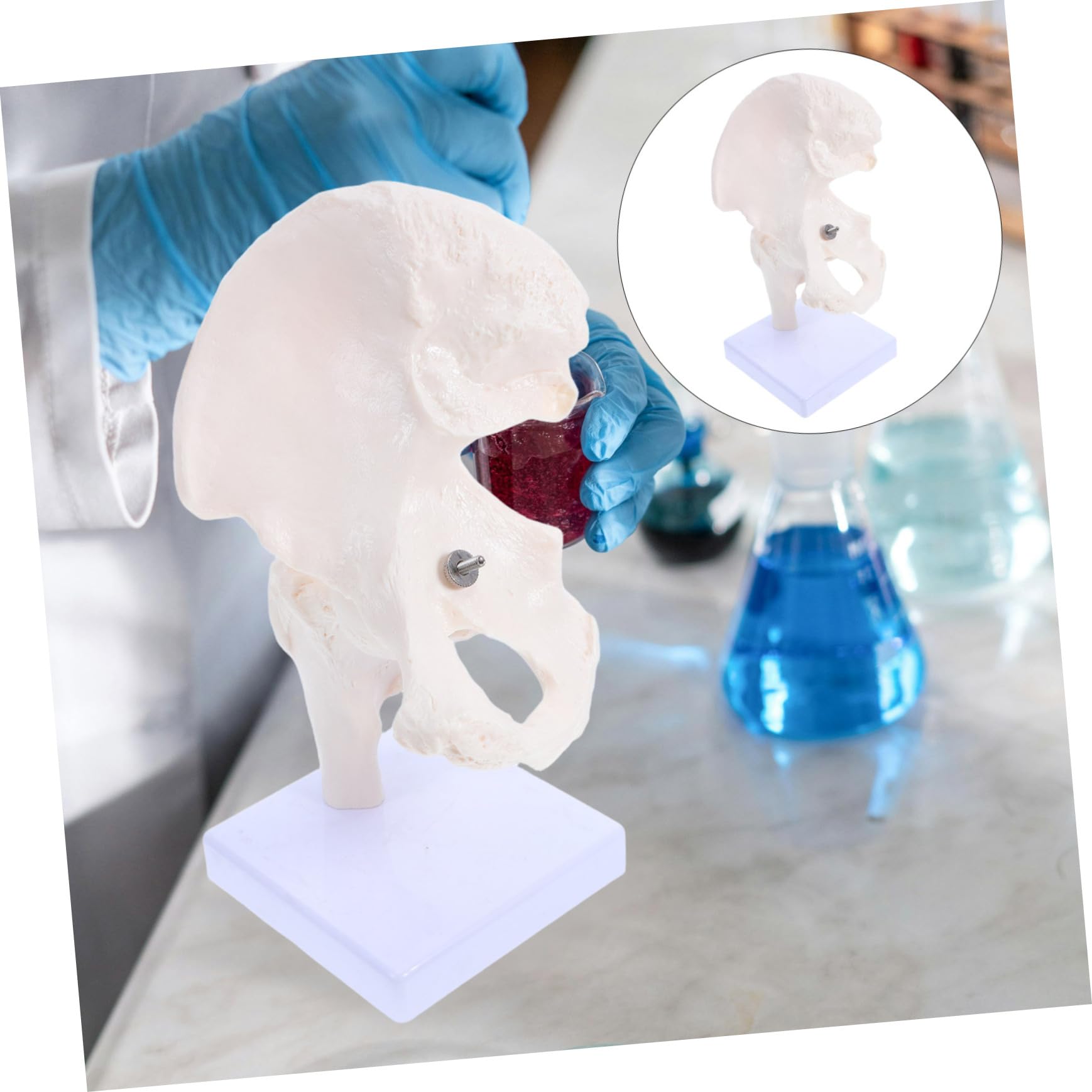Anatomico Scheletrico Umano Per Studio Anatomia Strumento Didattico Per Scuole e Laboratori Realistico e Duraturo Per Educazione Scientifica e Comprensione Della Struttura Ossea