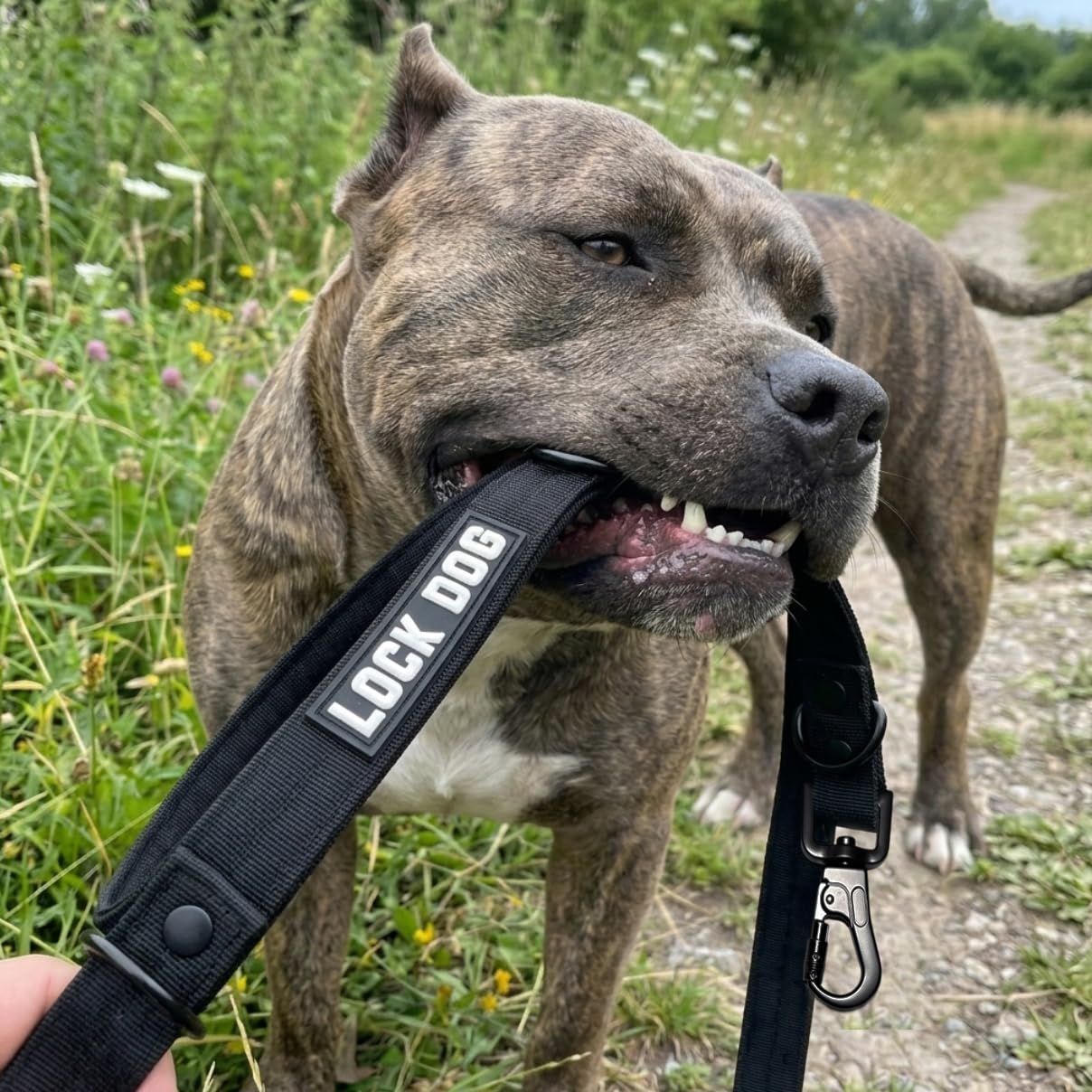 Schnitt- & bissfeste - Hundeleine – Hochleistungsfasern statt Drahtseil – Klickkarabiner - 360° drehbar - LOCK DOG