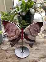 tucano　　　セール　メキシカンアゲート　蝶々 71DsS7-n3GL._AC_SY200_QL15_.jpg