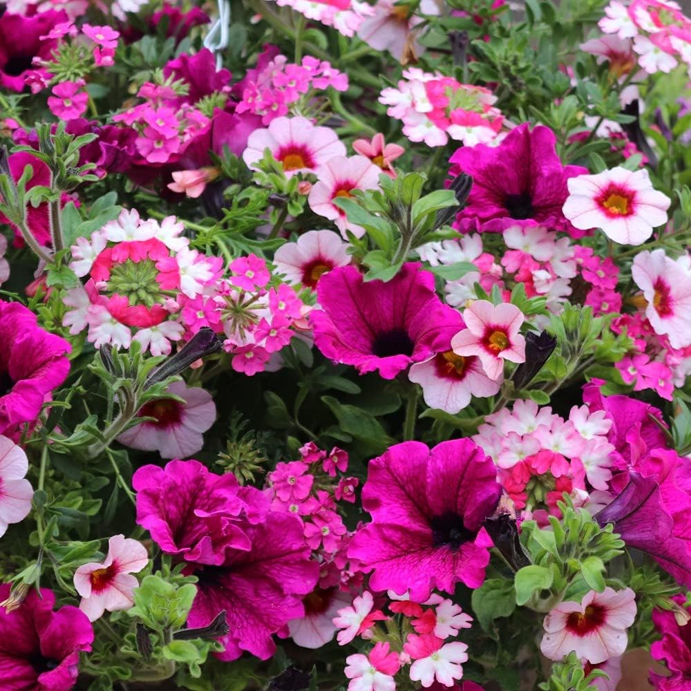 Eton Mess Mix PrePlanted Hanging Basket 25cm Garden Plant HalfHardy Annual Flowering Garden