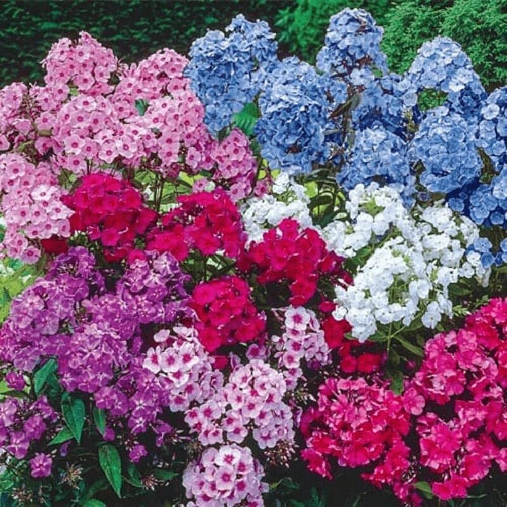 See full amazon price history chart for LIVE GREEN Flower Seeds | Phlox Mix Color Flower Seeds (50 seeds pack) LIVE GREEN Flower Seeds | Phlox Mix Color Flower Seeds (50 seeds pack) (B09BV2W7S6) Amazon Price History, Amazon Price Tracker