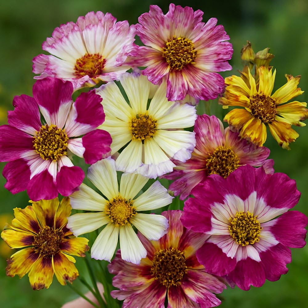 Coreopsis Incredible Sea Shells Mix Seeds โ Compact, with Amazing Tubular Petals โ RHS Plants for Pollinators โ Half Hardy Annual โ for Your Beautiful Garden