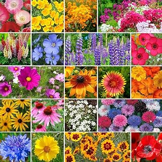 Burst of Bloom Annual & Perennial Wildflower Seed Mix - 1 Pound - Mixed Wildflower Seeds, Attracts Bees, Attracts Butterfl...