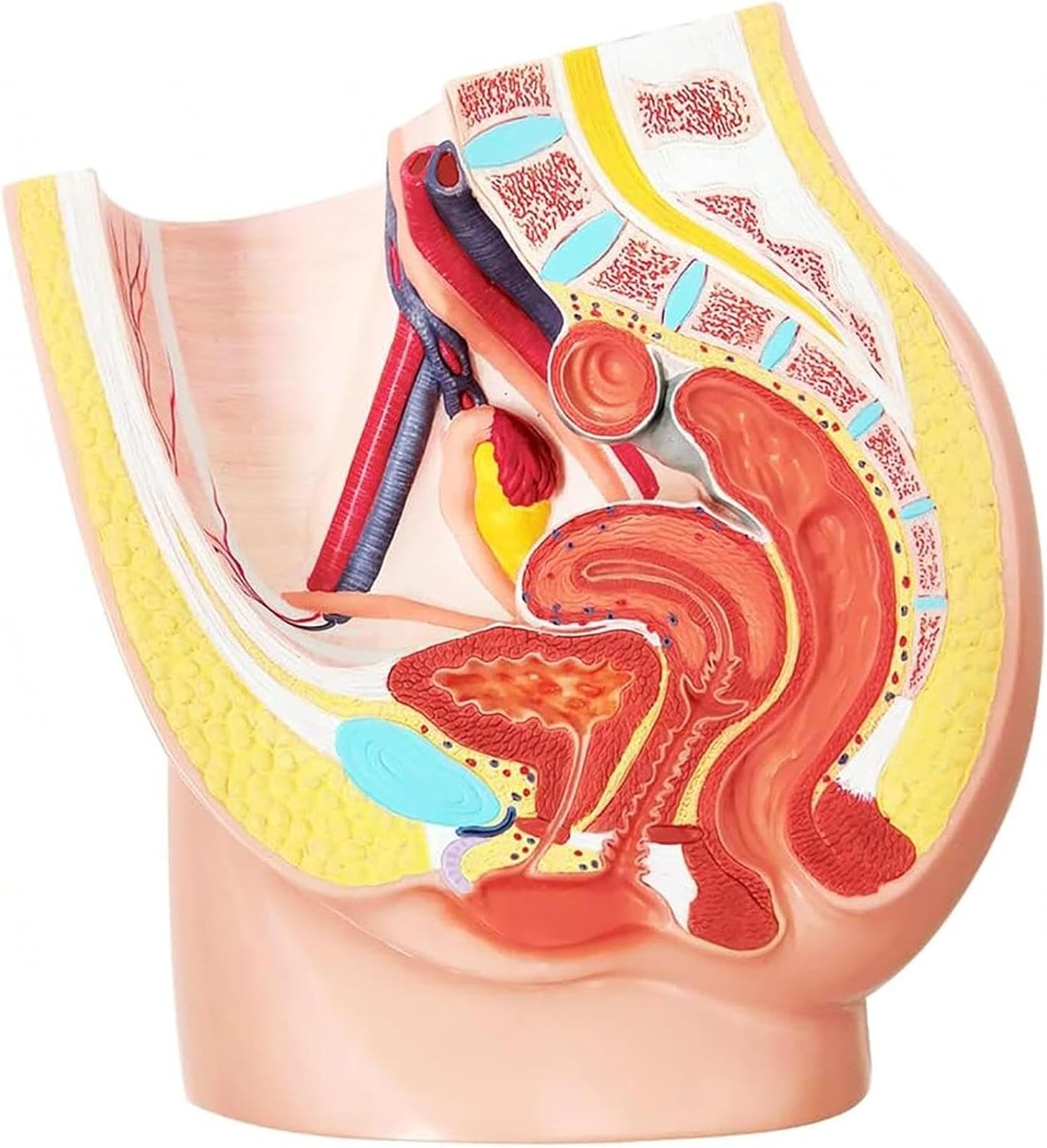 Life-Size Female Pelvic Skeleton Model, Female Pelvic reproductive Anatomy Model, 2-Part Pelvic Organ Model with Muscles, Urinary, reproductive Systems for Science Education