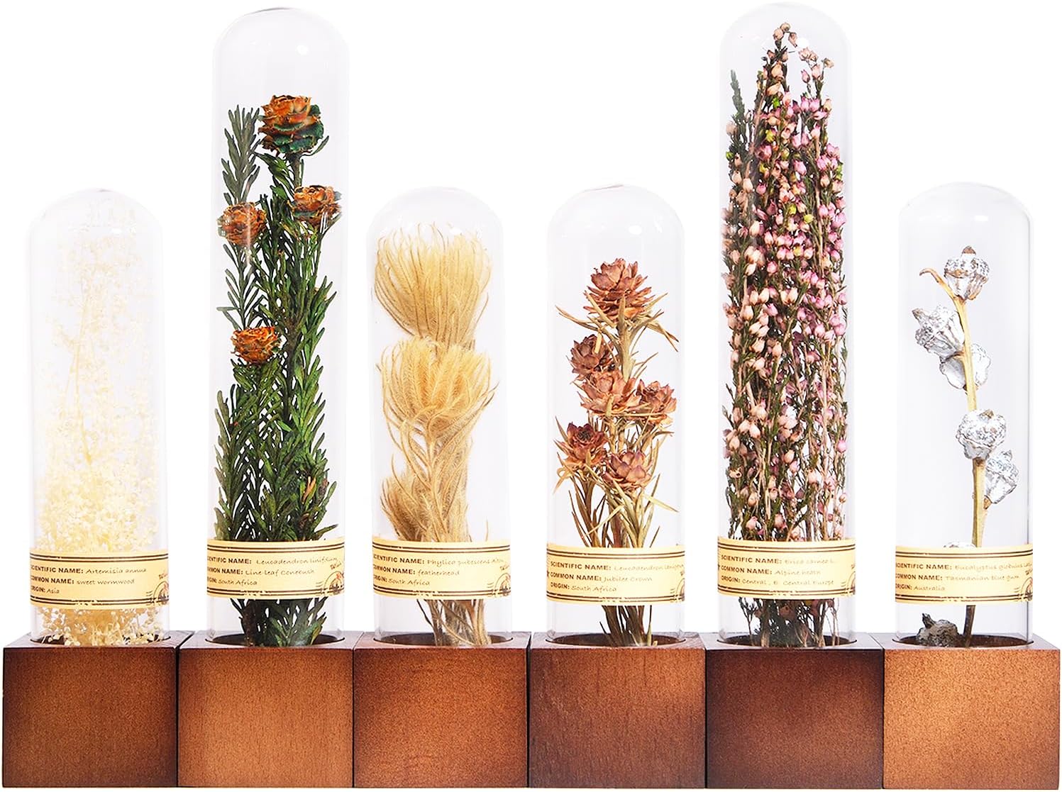 6Pcs Dried Flower Decor,Knick Knacks for Shelves,Cool Stuff for Bookshelf,Small Plants Decor for Office Shelves,Natural Green Plants Boho Shelf Decor,Apothecary Decor,Unique Gifts for Women,Friends