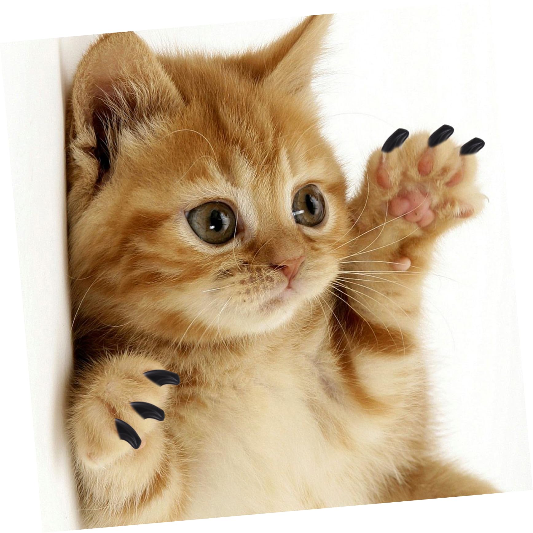 240 Pcs Ensemble D'Ongles pour Animaux De Compagnie Bouts D'Ongles De Chat Protecteurs De Griffes De Chat Capuchons De Griffes De Chat Couvre-Griffes pour Animaux De Compagnie