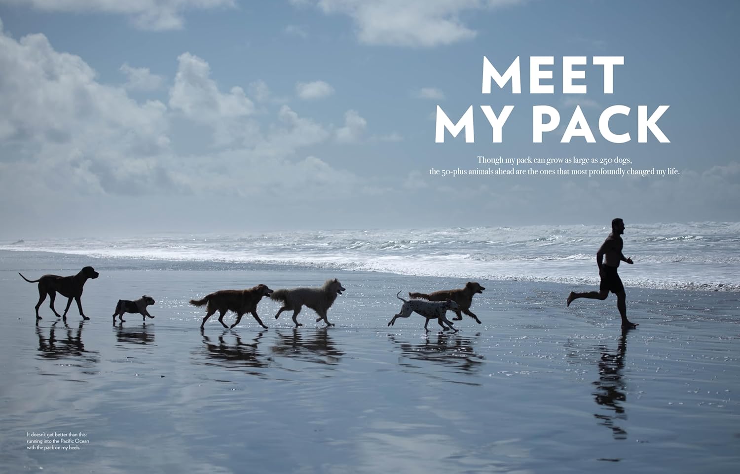 Saved by the Pack: How 50 Dogs Helped Me Find My Purpose      Hardcover – September 29, 2026
