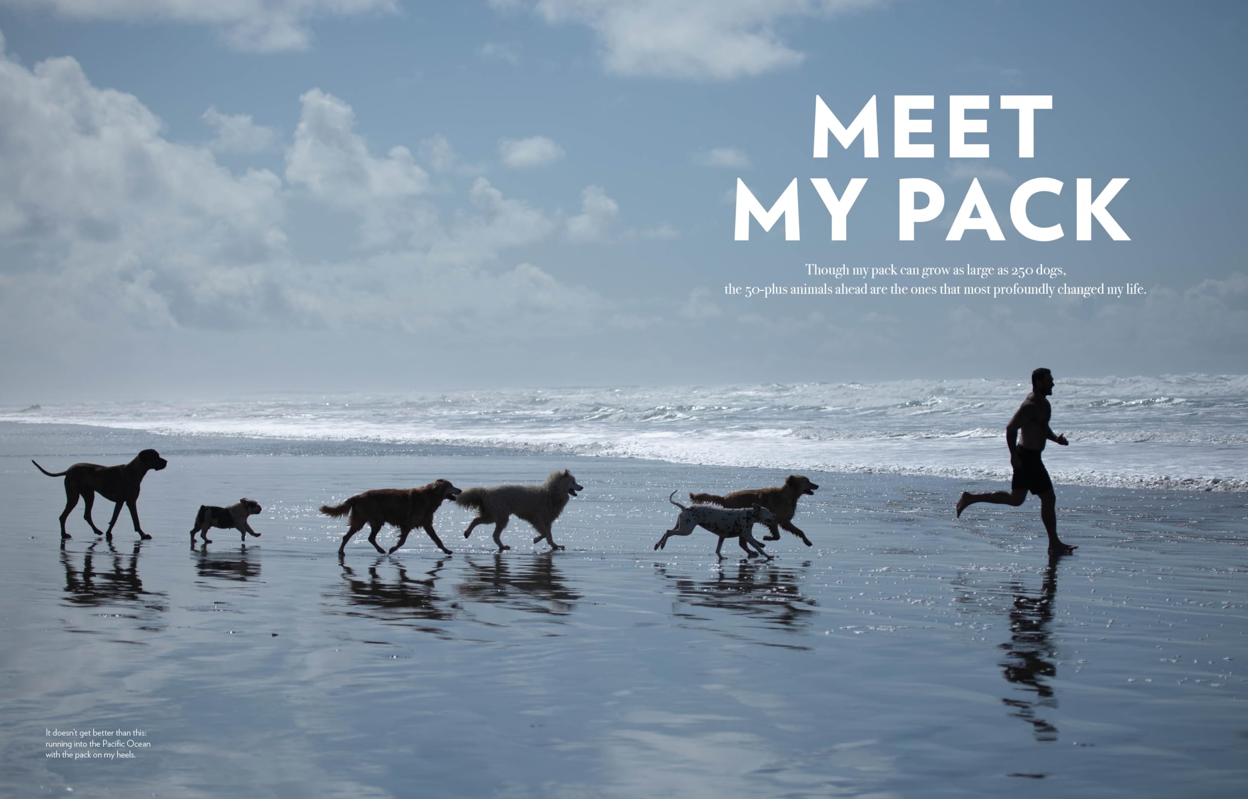 Saved by the Pack: How 50 Dogs Helped Me Find My Purpose