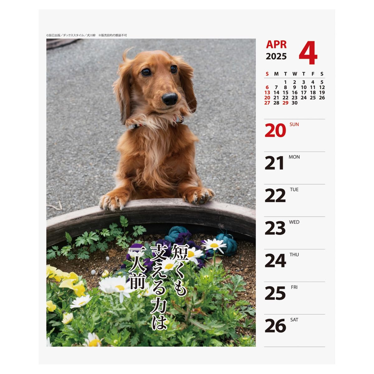 Amazon.co.jp: 2025年 ダックス川柳(週めくり) カレンダー No.024