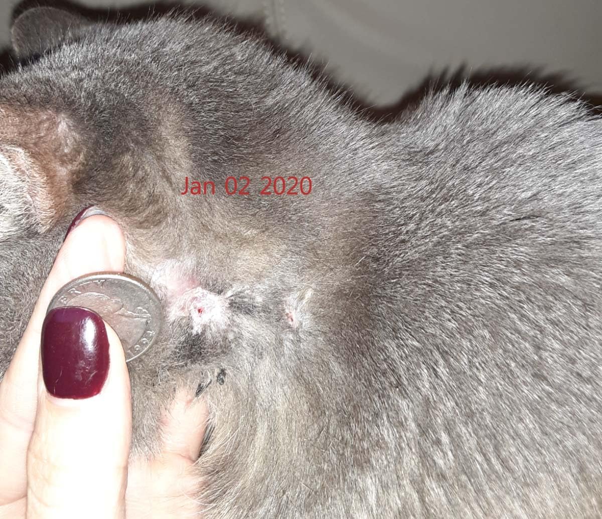 Salve (Small Size) - Tumor Remover, Cyst Remover for Pets