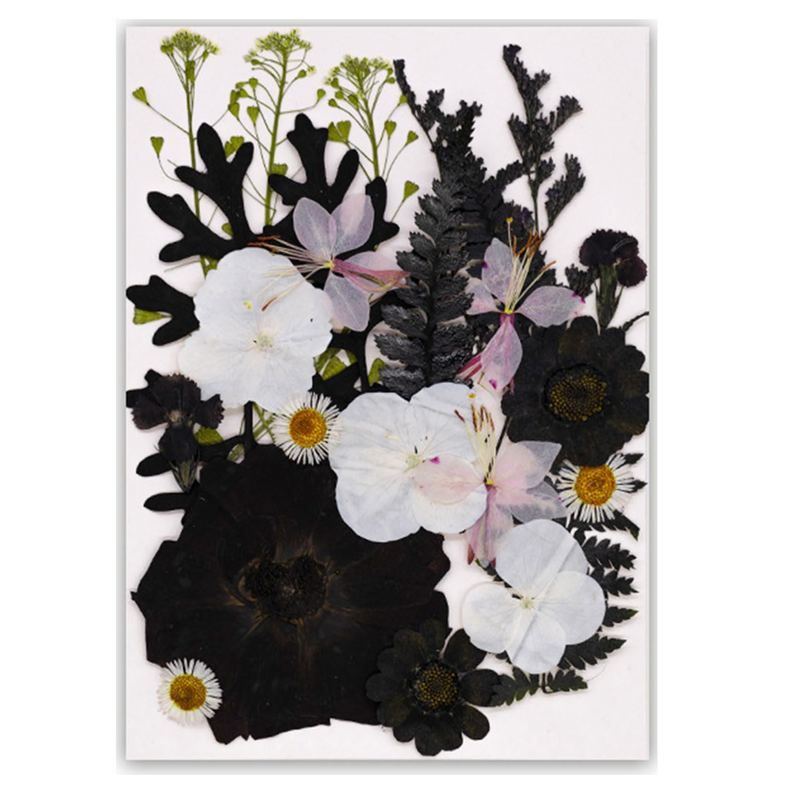 Tfaoys A Black Embossed Book Reading Features Real Specimens Dry Flower For Nature Lover Nd Book Enthusiasts Reading