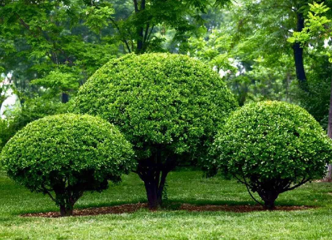 10 Nellie R. Stevens Holly Shrubs - 6-12" Tall Live Plants - 3" Pots - Privacy Screen Holly Hedge Seedlings - Evergreen Bushes/Trees - Ilex 'Nellie R. Stevens' - (10 Pack)