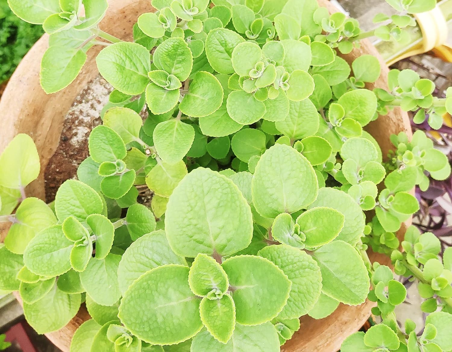 VINSHRA Oregano/Ajwain Live Plant in Small 4-inch Nursery Red Pot- Rapid Growing Plant |Trachyspermum Ammi, Mexican Mint (Ajwain Medicinal Plant) | Plant for Home (B096MPVZJK) Amazon Price History, Amazon Price Tracker