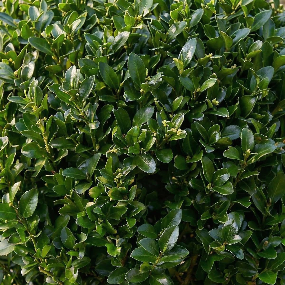 Bloomique - 2er - Set - Ilex crenata 'Jenny' - Japanische Stechpalme - Wintergrün - Winterhart - Balkonpflanzen - Gartenpflanzen - Höhe 30-40 cm - Topf 17 cm