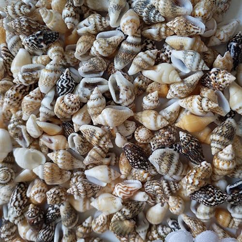 Miniatura 3 de Forart - 100 conchas marinas medianas mixtas de océano, conchas marinas mixtas de playa, conchas marinas mixtas para playa, fiestas temáticas,