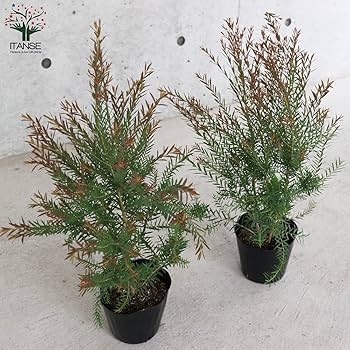 71DtMec7svL._AC_UF350,