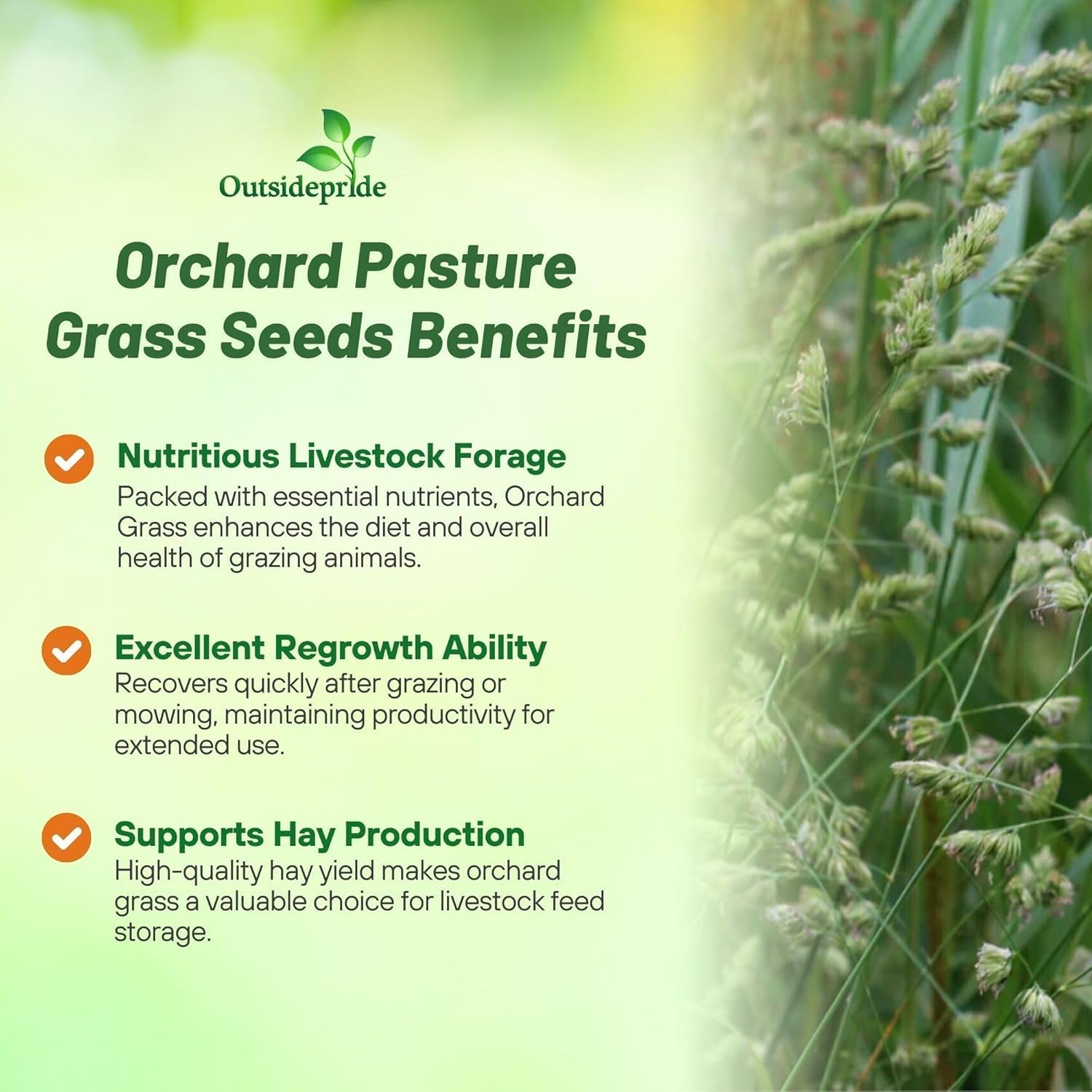 Outsidepride Grazer Orchard Pasture Grass Seed - 5 Lbs. Perennial, Drought & Shade Tolerant, Winter Hardy Fescue Seed for Hay, Grazing, Silage, Greenchop, Goat Feed, & Lawn Use