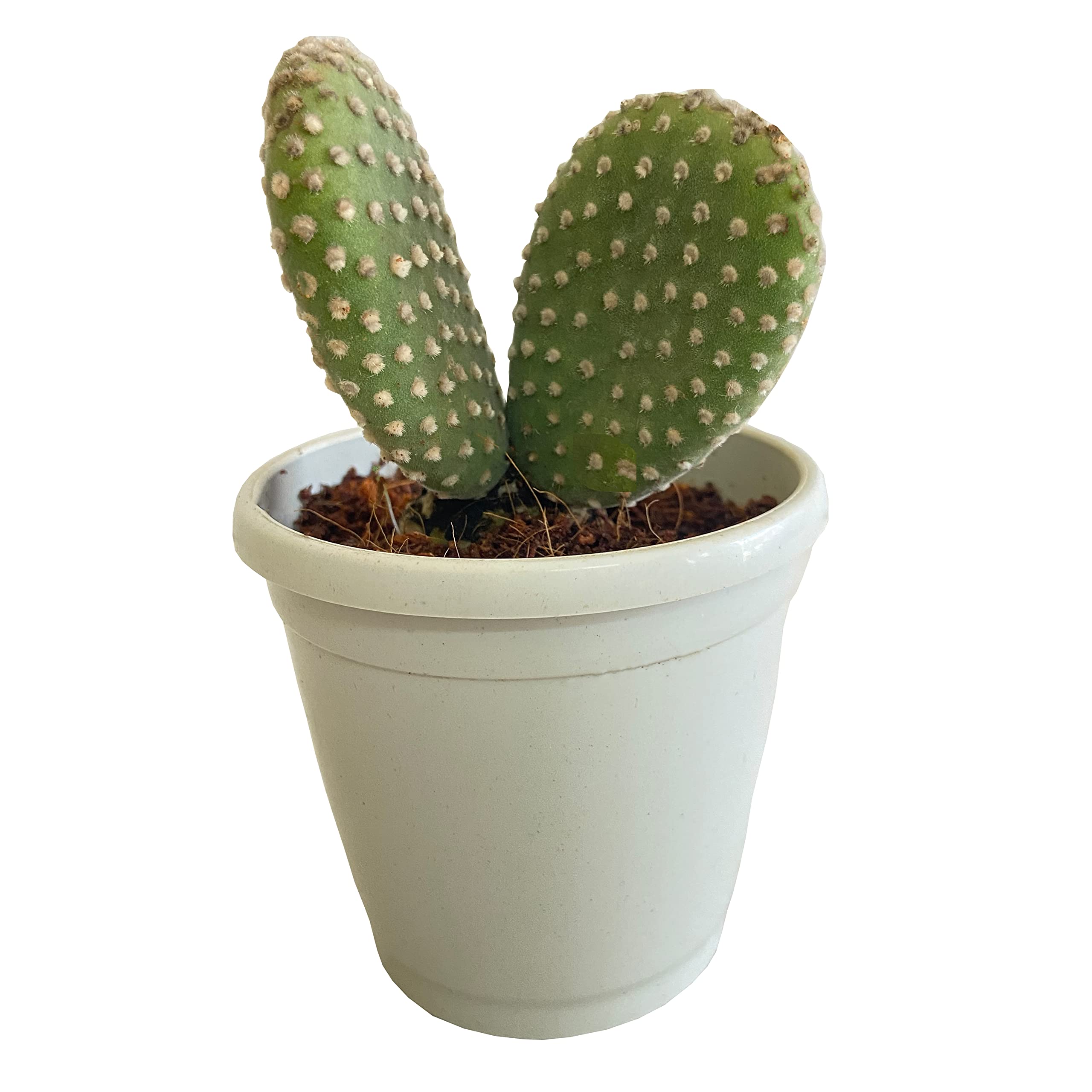 Indian Gardens - Bunny Cactus plant Indoor Plant in 3 inch pot (B0BMZ76LQT) Amazon Price History, Amazon Price Tracker