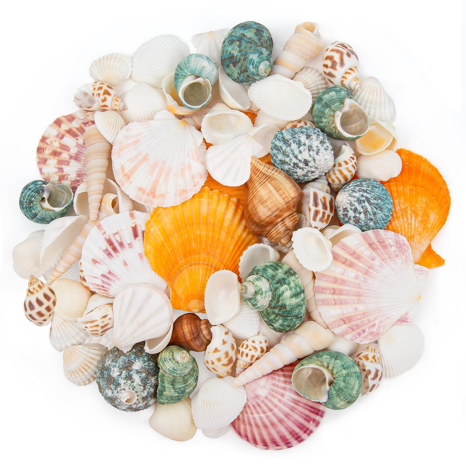 Amazon.com: QEQEKAKA Sea Shells for Crafts - About 12 Kinds