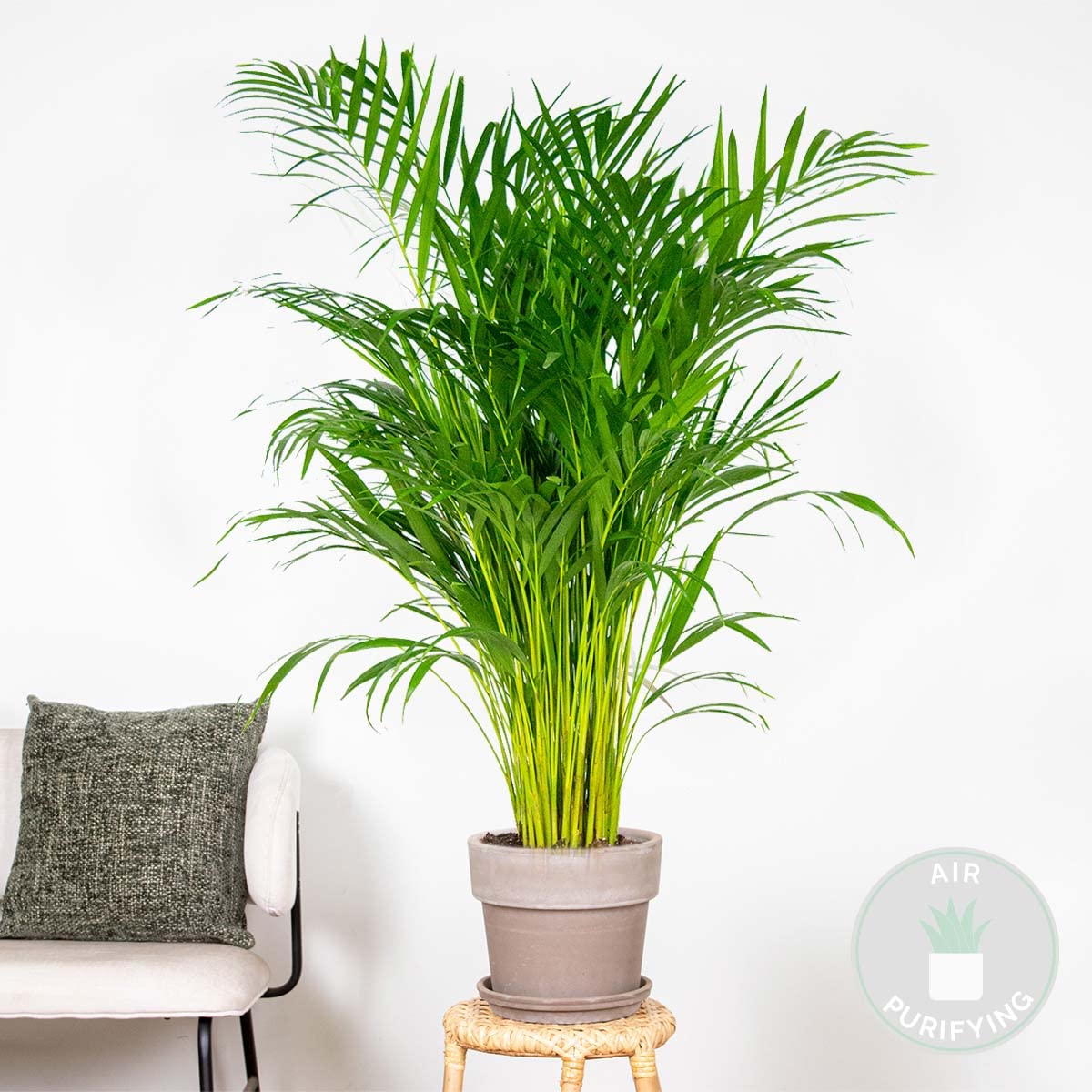Bloomique - Dypsis Lutescens - Goldfruchtpalme - Areca Palme -  Zimmerpflanzen Gro - Pflegeleicht - Haustierfreundlich - Hhe 100-120 cm -  Topf 21 cm : Amazon.de: Garten