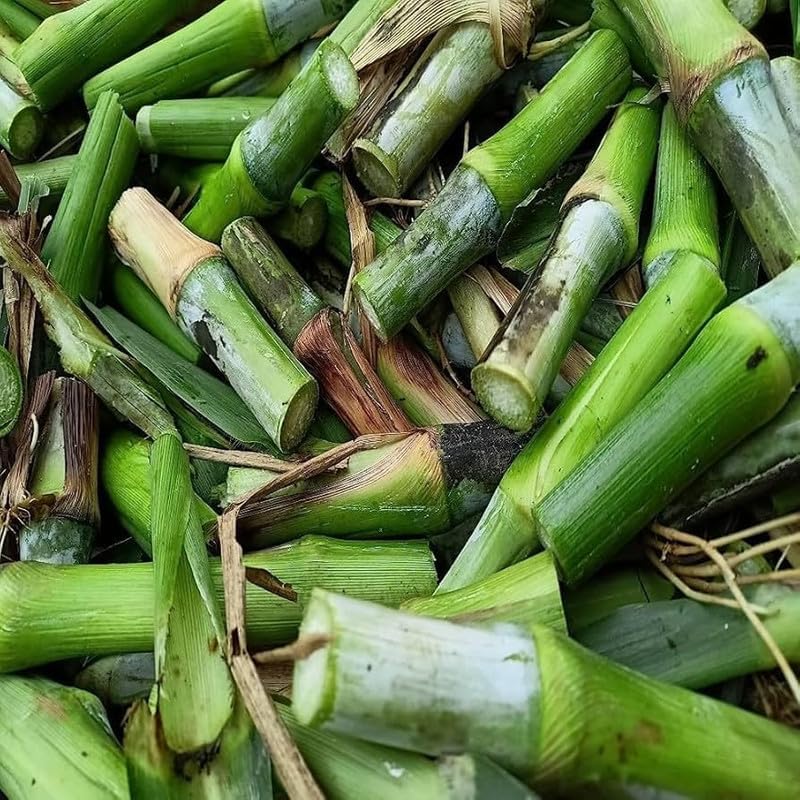 Super napier grass stick Pack of 40