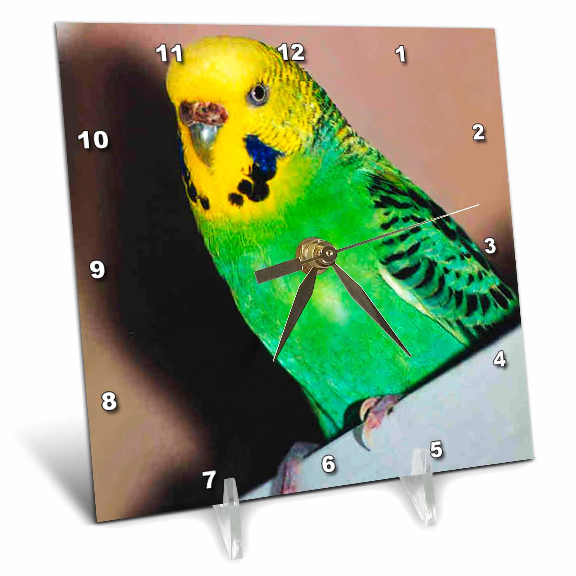 3dRose dc_929_1 Budgie Parakeet Desk Clock, 6 by 6-Inch