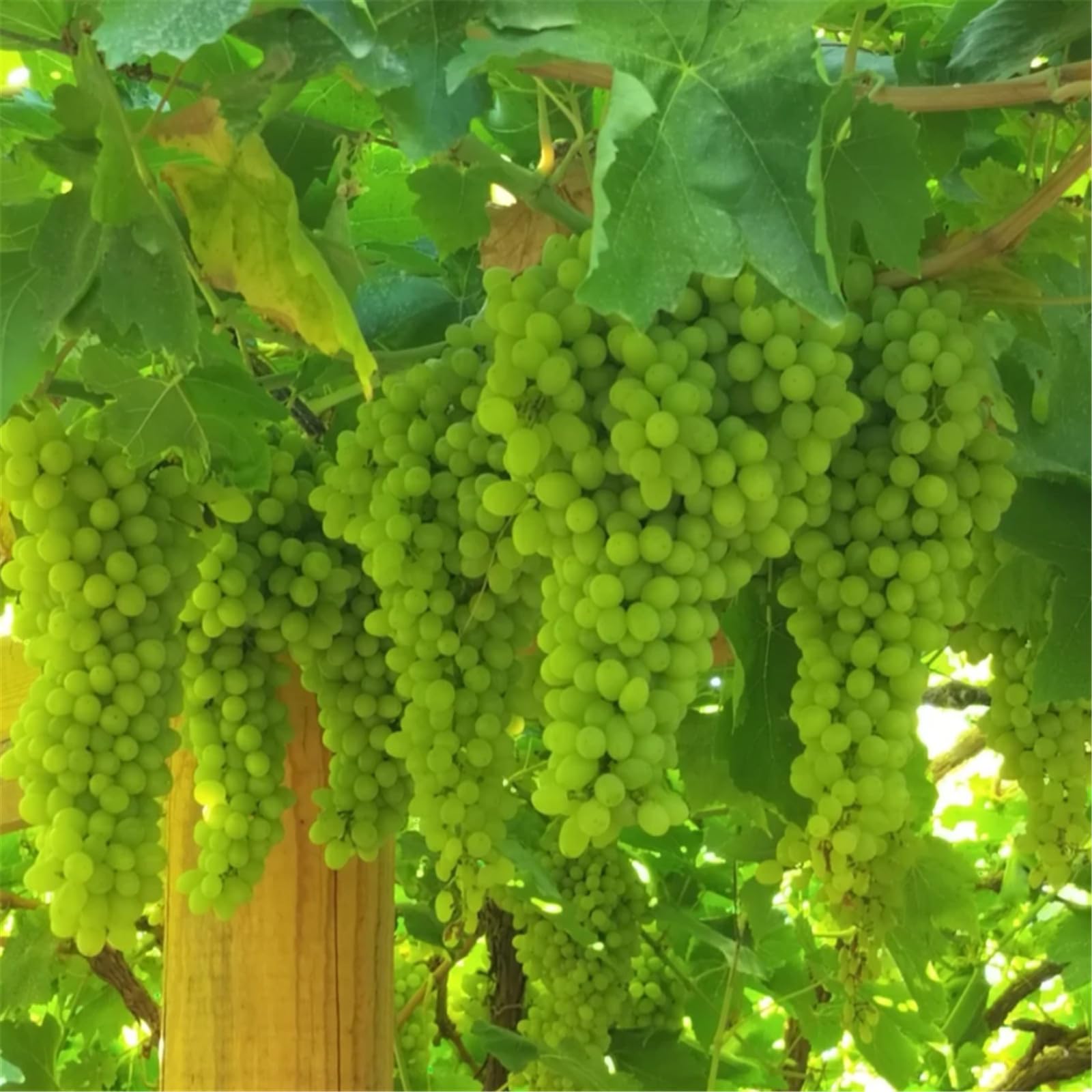 Hardy Perennial,Grape Plants UK, Excellent Display, Grape Vines Suitable for Growing in English Gardens