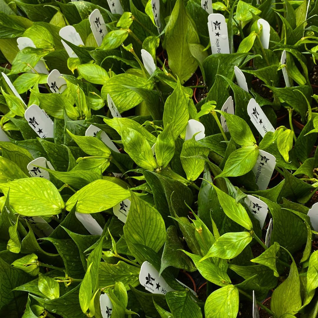 Hoya Polyneura Wholesale in 2 inch Pots 90-Pack Bulk