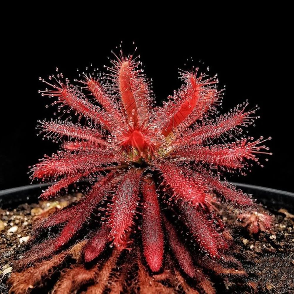 Pflegehinweise Drosera Capensis – Tödliche Fallen