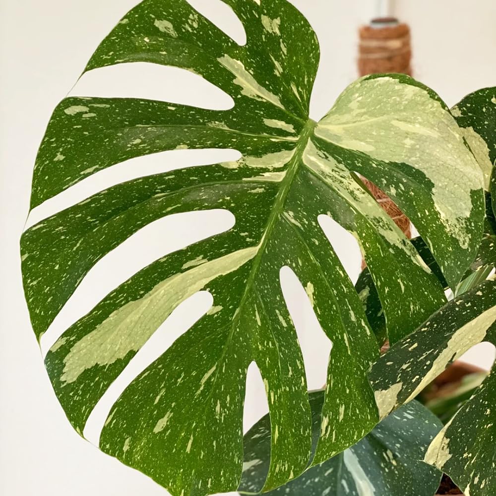Monstera variegata samen- Monstera samen- grnpflanzenpflanztpfe  zimmerpflanzen deko wohnzimmer modernDekorative Pflanzen exotische samendeko  garten dekoration wohnzimmerpflanzen 20pcs : Amazon.de: Garten
