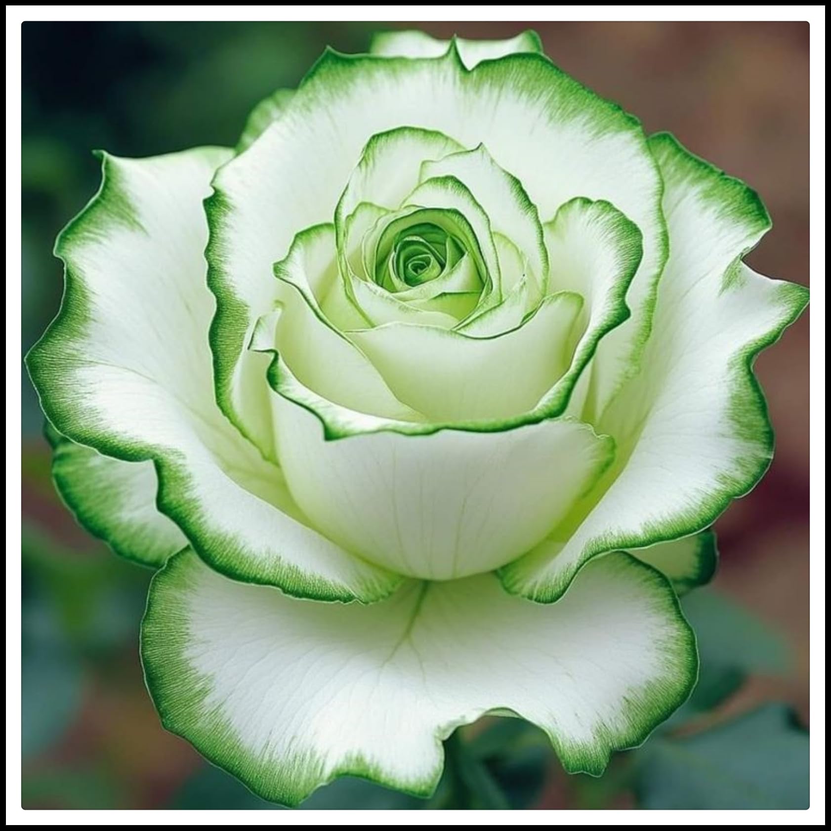 Rose Bulbs/Climbing Plants，Rose Rhizome, Vigorous Growing Plants/Mixed plantings of Gold Jade carvings Feel Beautiful.（CXXFGFT）-4 rhizomes-I — image 1