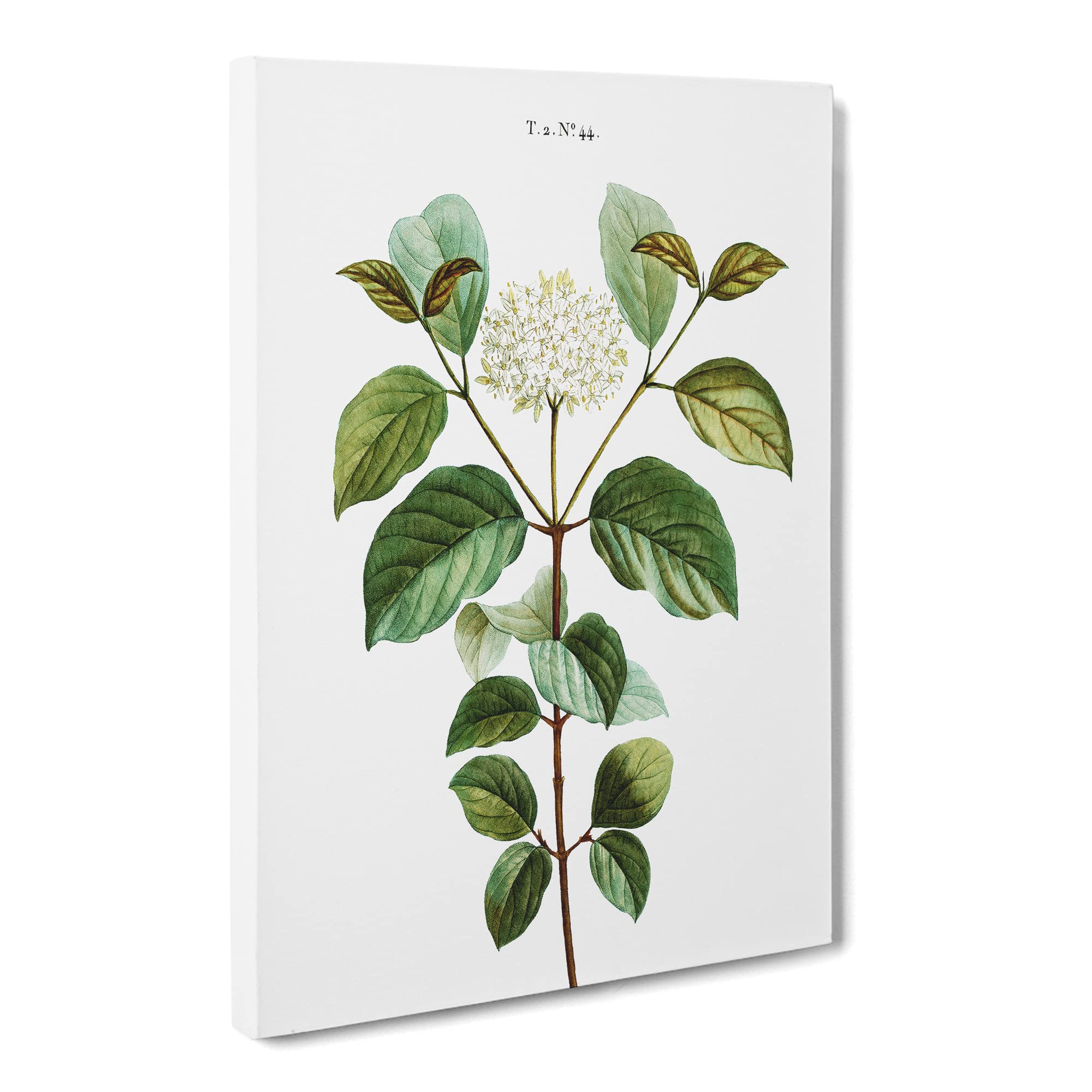 Dogwood Flowers By Pierre Joseph Redoute Canvas Print, Mixed, 25L x 50W cm