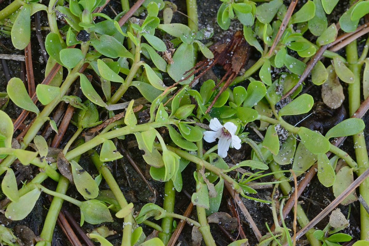 Ornamental Brahmi Live Plant | Bacopa monnieri – Brain Health Support | Indoor Planter | Balcony Herb Garden | Ideal for Mindful Gifting