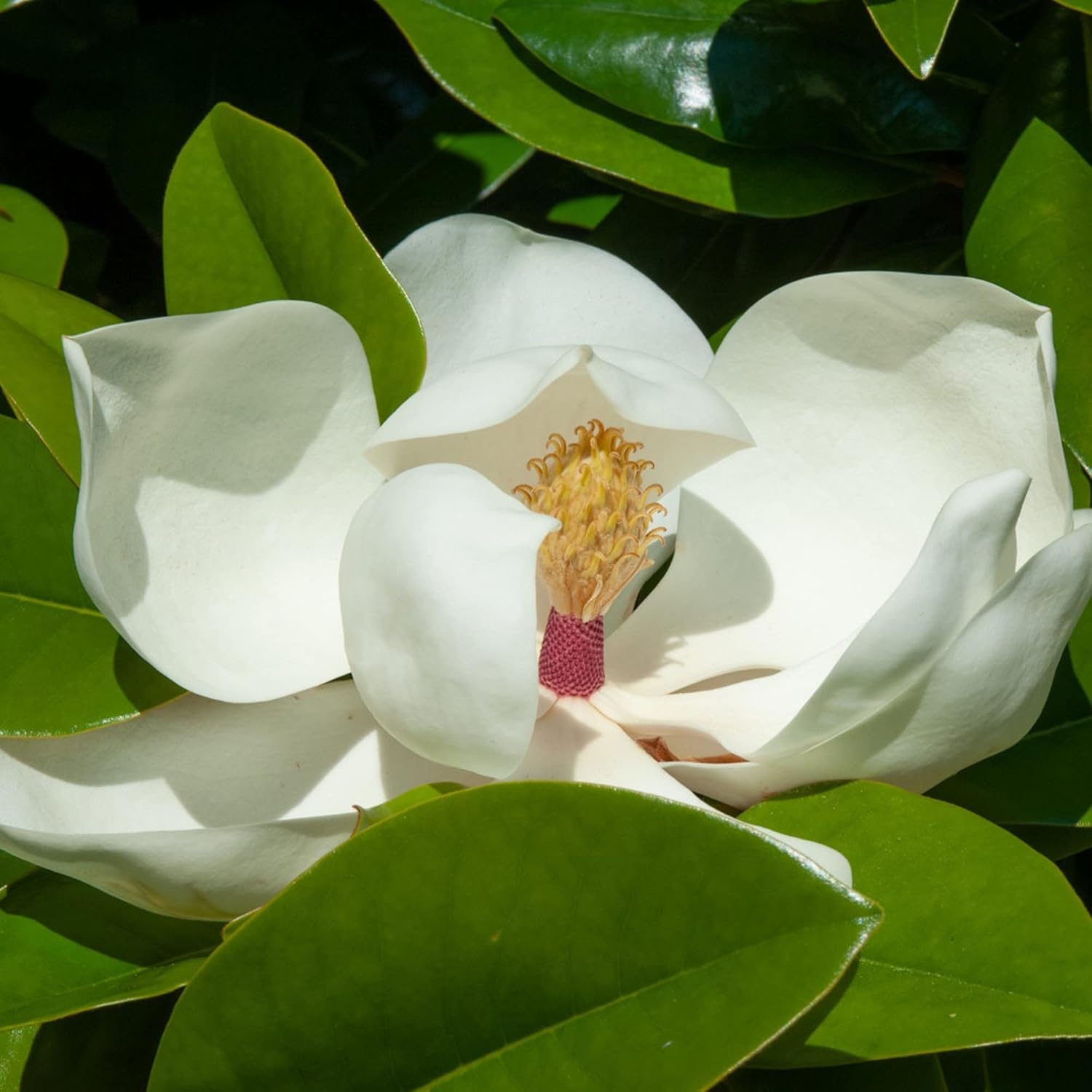 CHUXAY GARDEN 10 Seeds Magnolia Grandiflora,Southern
