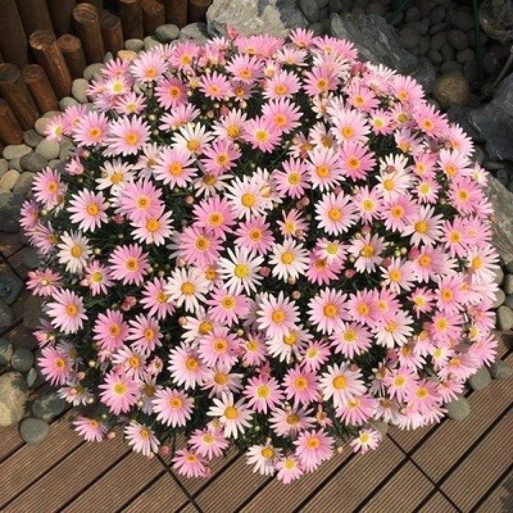 Promworld Perennial Garden Seeds,Grass Seed Impatiens Seeds-200 mixed daisies_Without basin,Flower Seeds for Balcony/Garden