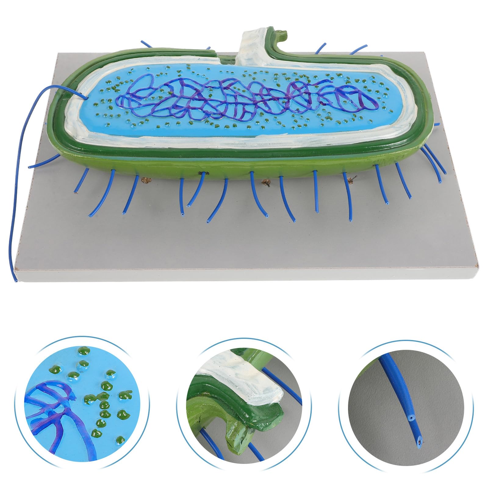 Strumento Didattico 3d Realistico per Insegnamento Biologico, Materiale Scolastico Versatile per Scuole Medie, Strumento Educativo per Laboratorio e Divulgazione Scientifica