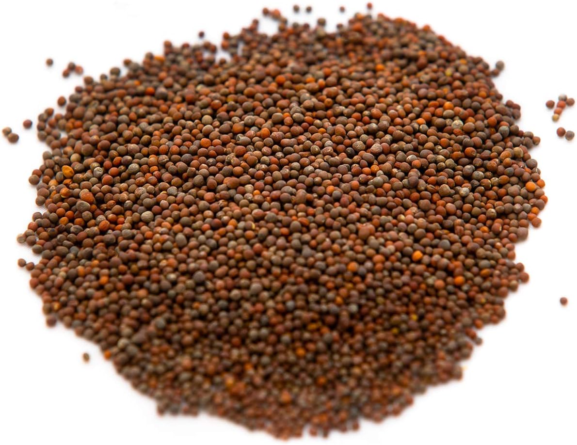 Broccoli Seeds for Sprouting & Microgreens | Waltham 29 Variety | Non GMO & Heirloom Seeds | Bulk 2.5 LB (40 oz) Resealable Bag | Rainbow Heirloom Seed Co.