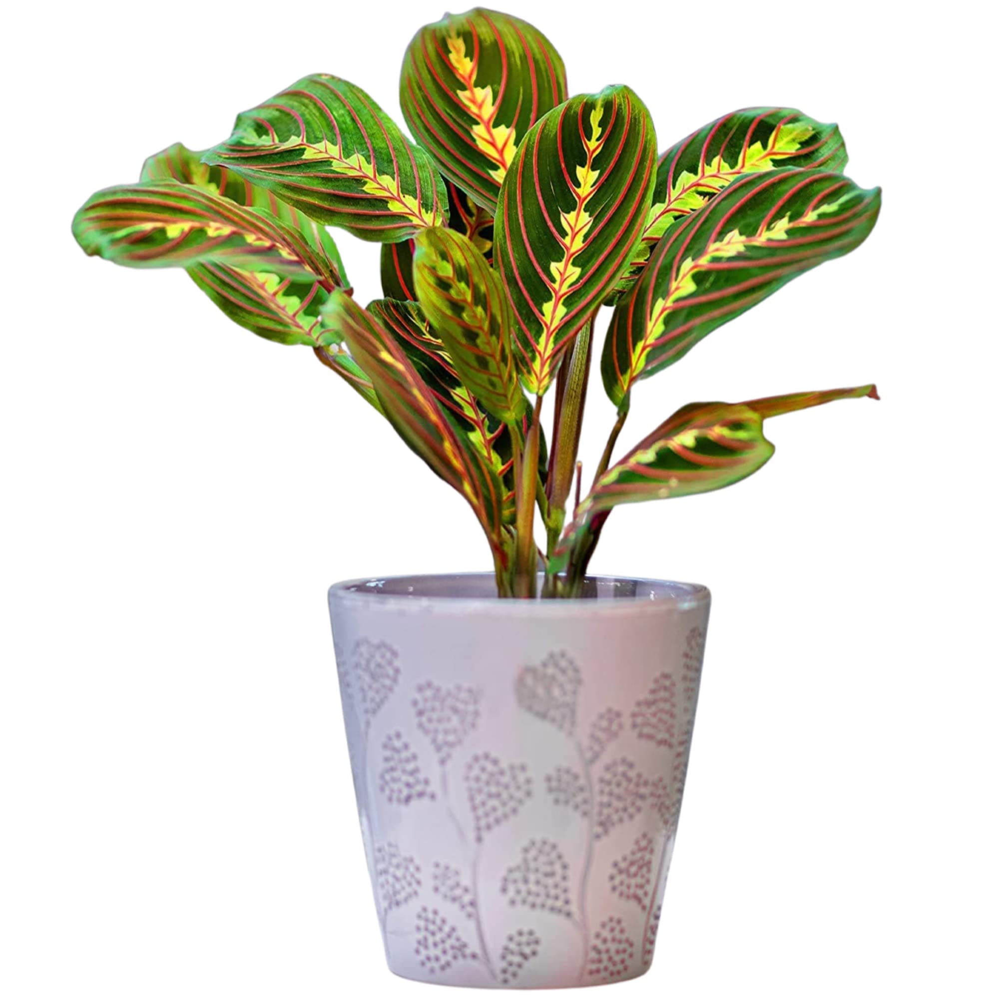 Maranta Fascinator Tricolour Prayer Plant, Potted Houseplant for Home or Office Decor (20-30cm)