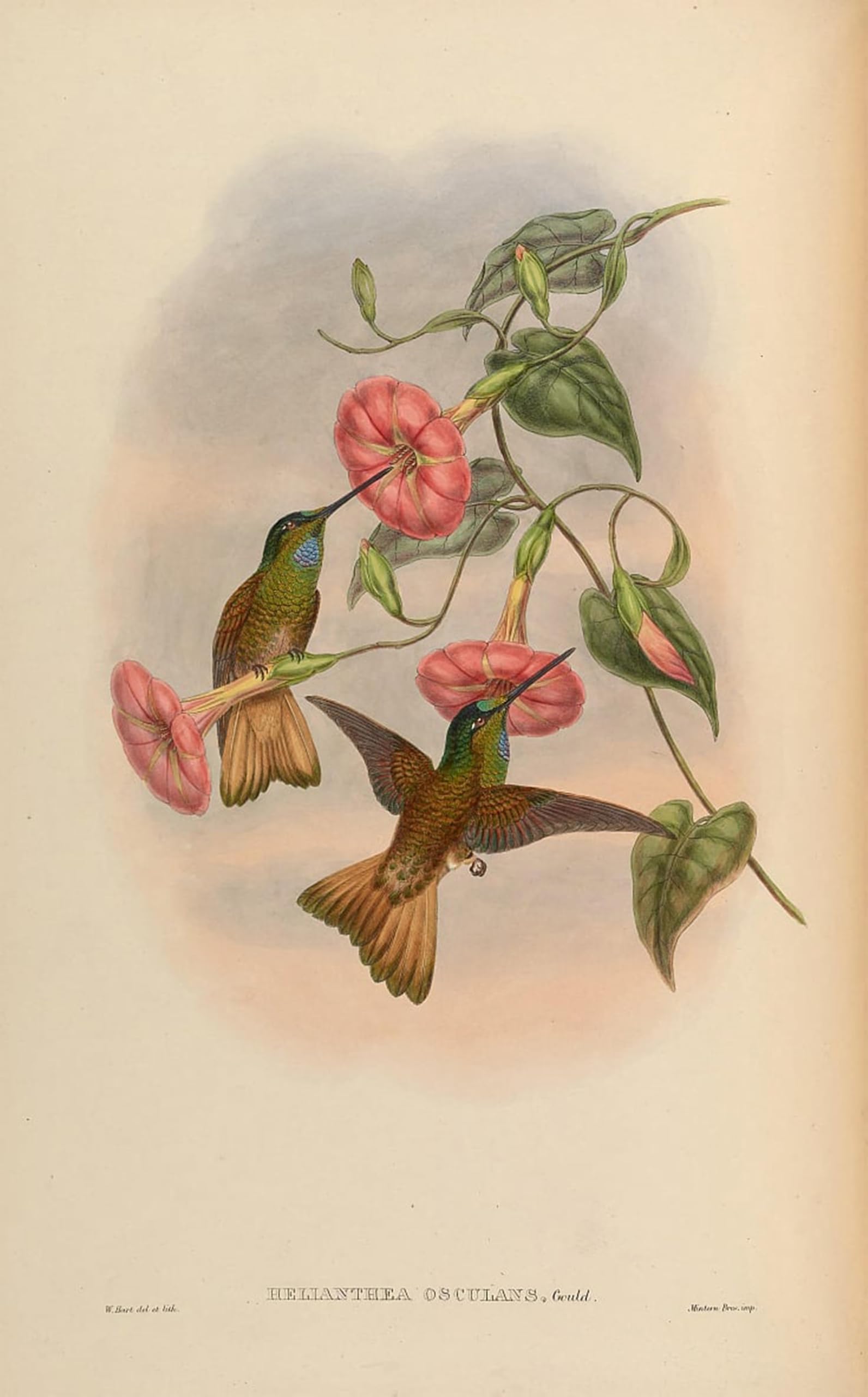 Artxlxxbn No Frame Famous Painting Canvas Artwork Graffiti Print Animal Bird Helianthea Osculans Coeligena Violifer Osculans By John Gould Portrait Canvas Image For Home Decor 60X90cm